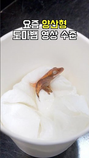 요즘 양산형 도마뱀 영상 수준 ㄷㄷ