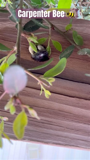 Carpenter bee entering its burrow