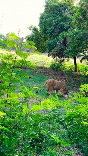 Lioness 🦁 Hunting #shorts
