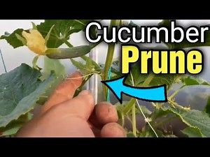How to Prune Cucumbers | Cucumber Care | Gardening for Beginners