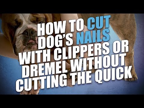 How to Cut Dog’s Nails with Clippers or Dremel Without Cutting the Quick