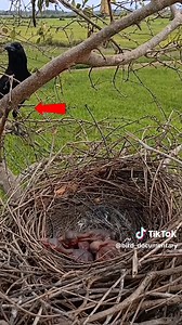Bird_documentary sur TikTok