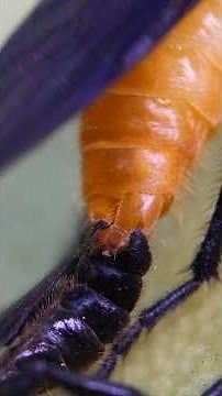 How do Love Bugs…? 😳❤️🪳