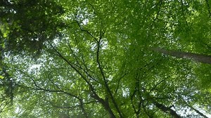 Tall Trees Seen Above Crown Tree Stock Footage Video (100% Royalty-free) 1104532777 | Shutterstock