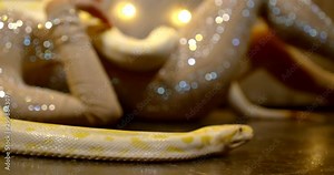close up snake Python on the stone floor crawling on the background of a girl lying in a shiny jumpsuit
