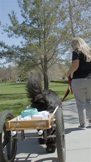 Discover the incredible history of Newfoundland dogs!