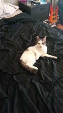 Happy Friday the 13th to Friday the #cat 🐈‍⬛