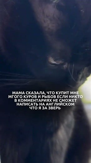 Мама сказала, что купит мне много куров и рыбов...