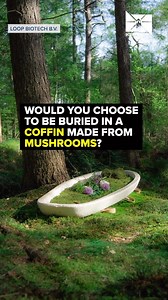 1.6K views · 45 reactions | Instead of a coffin made from trees, how about a coffin made from mushrooms? A company now sells a mushroom coffin that takes 7 days to grow. #funeral #environment | Scripps News | Facebook