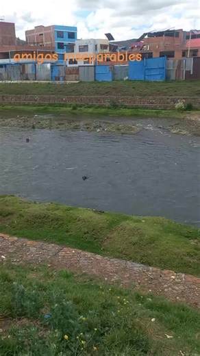 Amigos Inseparables: El Vínculo entre Perros y Humanos