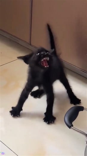Cuteness overdrive VIII 🐈❣️😺🐾 Support me and my cat 🖤🐾 👉 Drop a dime on PayPal: https://paypal.me/wahmhoff83 Every bit means a lot. Thank you in advance! 🐱✨ #CuteCats #KittenLove #CatLovers #CatsOfTheWorld #Meow #CatLife #KittenGram #Caturday #KittensDaily #Catstagram #KawaiiCats #CatFeatures #Purrfect #KittensOfIG #Meowstagram #FurryFriends #CuteAnimals #CatReels #KittenVibes #MeowMeow #InstaCats #CatVideo #KawaiiKitten #TinyButMighty #CatLove #FluffyKitten #CatObsessed #CaturdayVibes | 