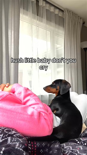 Hush little baby, don't say a word... 🐶💤 #SweetDreams #FurryFriend | Charlies Dachshund