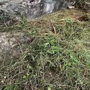 5.8K views · 122 reactions | We provide the best service for yard maintenance, starting from spreading grass that makes snake nests, to satisfying results part 2 | Love Lawn Care | Facebook