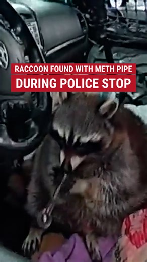 Police caught a pet raccoon named Chewy trying to smoke a meth pipe during a routine traffic stop. | Fox News
