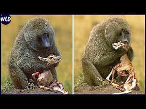 14 Brutal Baboon Hunts Caught On Camera
