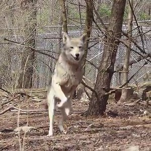 58K views · 8.4K reactions | Red wolf or rabbit? Although Jack is a...