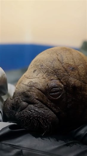 Nature | An orphaned baby walrus, just a week old, gets a second chance. "Walrus: Life on Thin Ice" premieres Wednesday, October 22 at 8/7c on PBS. | Instagram