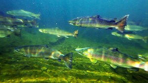 Atlantic Salmon - Lost at Sea