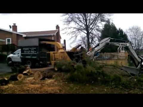Tree Removal Using Bobcat Mini-Excavator