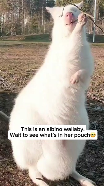 Albino wallabies, with their distinctive white fur and red eyes, are a rare and captivating variant of the common wallaby species. This unique coloration is due to a genetic condition that results in the absence of pigmentation. Fun fact: Albino wallabies face increased vulnerability in the wild due to their conspicuous appearance, making them more visible to predators. However, in certain protected environments, their striking appearance has garnered attention and interest, contributing to effo