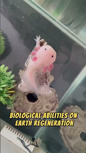 Axolotl The Eternal Baby of the Animal Kingdom