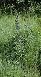 Viper's bugloss or blueweed wild plant. (Echium vulgare) Upright spikes of vivid blue flowers in dense clusters on hairy and spotted stems bearing narrow and pointed green leaves Stock Video