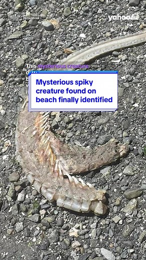 Mysterious Spiky Sea Creature Found on Vancouver Island
