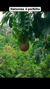 7.5K views · 123 reactions | A castanha-do-pará, também conhecida...