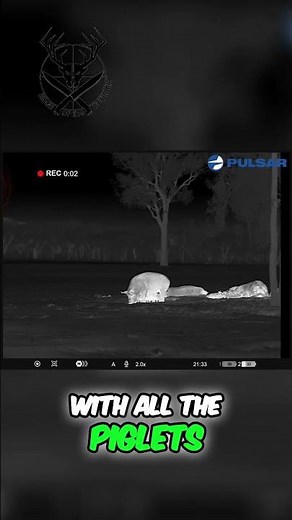 Night Vision Killshot: Fox vs. Pigs - Epic Hunting Action!