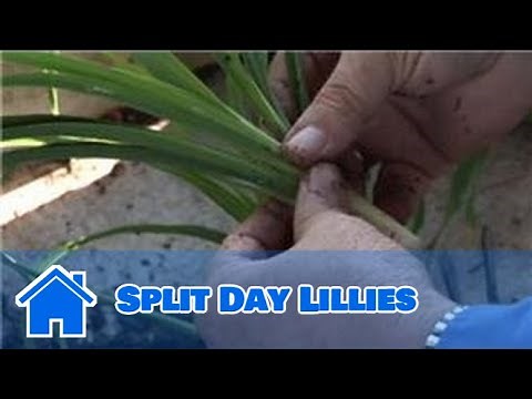 Plant Care: Lilies : How to Split Day Lillies