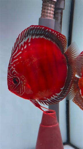 Red Brown discus at their best.This breeding pair is extremely red and one of my most popular lines.
