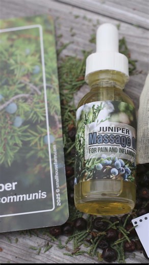 JUNIPER is plant of the month! #herbalism