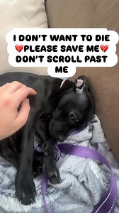 💔😭 I DON’T WANT TO DIE — MY NAME IS JEFF 😭💔 ⏳ Scheduled for euthanasia in 48 hours I am Jeff — the forgotten dog. I didn’t end up here because I was bad. I ended up here because I was ignored… forgotten… and left to starve. For a long time, no one noticed me disappearing. My body grew weaker every day. My ribs began to show. My strength faded. Hunger became my normal. By the time someone finally saw me, I was already very sick. 🆘 The vet has diagnosed Jeff with severe intestinal obstruction