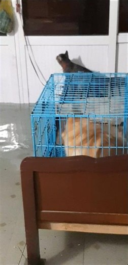 phản ứng chó mèo khi nhà hóa sông #dog #cat.