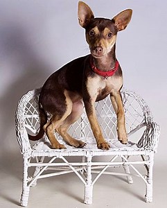 Riverside, CA - Miniature Pinscher. Meet Mini a Pet for Adoption - AdoptaPet.com