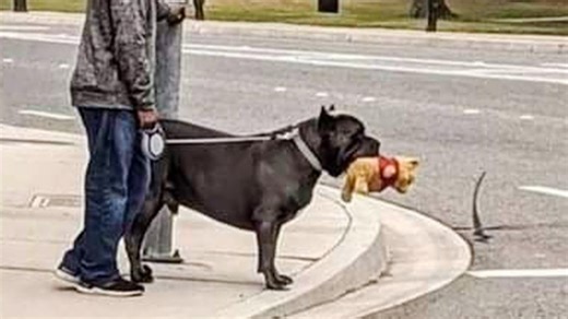 Funniest animal, dog, and cat videos brighten your day