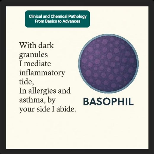 Understanding WBCs: The Leukocyte Life Savers