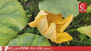 শাহজাদপুরে শীতকালিন সবজি চাষে ভাগ্য বদল #৭১বাংলাটিভি | 71 Bangla tv