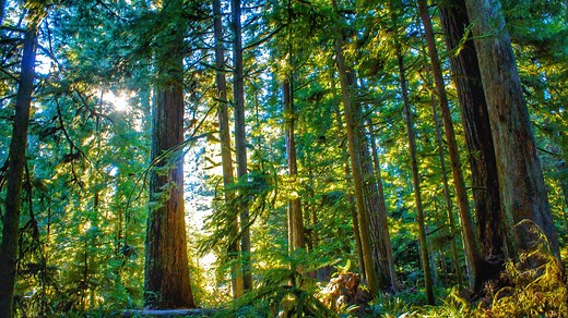 No Page Found - Craft Gecko