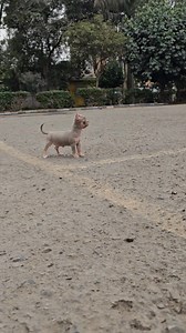 CHIHUAHUA LILAC AND TAN #chihuahuas #chihuahua #doglover #cachorro #perritos | Chihuahua Lover Perú