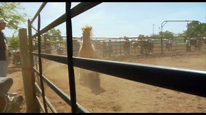 6.8K views · 4.5K reactions | The official trailer for BUCK! What do you think? | Buck The Film | Facebook