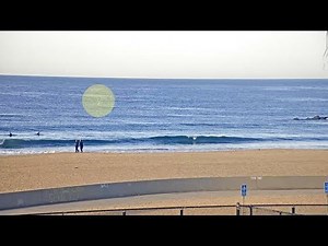 Watch: Shark Breach in Venice Beach