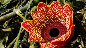 The Secretive World of Endoparasitic Plants | Britannica