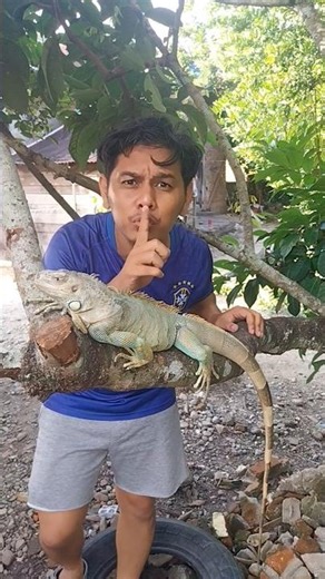 screaming iguana #shortvideo #trendingshorts #fouryoupage #funny #subscribe