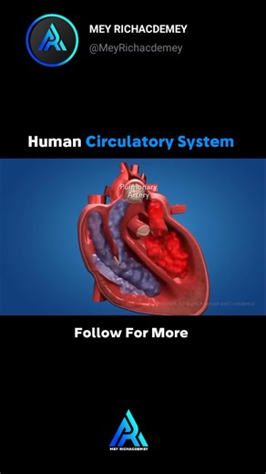 Mey Richacdemey on Instagram: "The human circulatory system is a network of the heart, blood vessels, and blood that transports oxygen, nutrients, and hormones to cells and removes waste products like carbon dioxide. It consists of two main circuits: the pulmonary circuit (heart to lungs and back) and the systemic circuit (heart to the rest of the body and back). The heart pumps blood through arteries (away from the heart), veins (toward the heart), and tiny capillaries where the exchange of sub