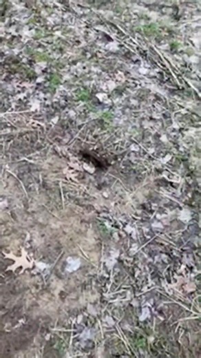 Live checking traps #trapping #hunting #animaltraps