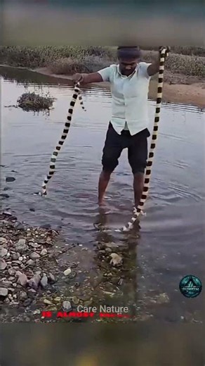 ⚠️ World’s Most Venomous Sea Snake 😨 | Deadliest Snake in the Ocean 🌊 #tamilshorts #interestingfacts