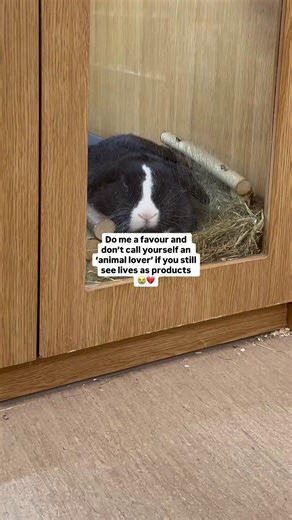 10K views · 495 reactions | Love isn’t exploitation. You can’t claim to care while funding industries that kill. Go vegan for them all. | Animal Justice Project | Facebook