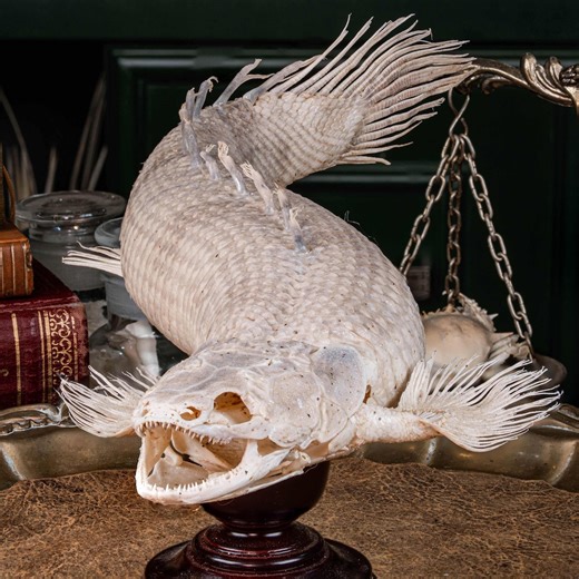 Bichir Fish Skeleton Real Taxidermy Armoured Dragon Fish Senegal Living Fossil Skull Collector Oddities Decor - Etsy