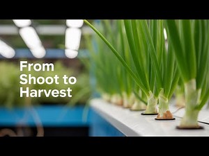 How to Grow Green Onions in Water (DIY Aquaponics)
